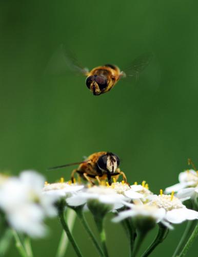 Réf. 191 581 : Eristalis nemorum